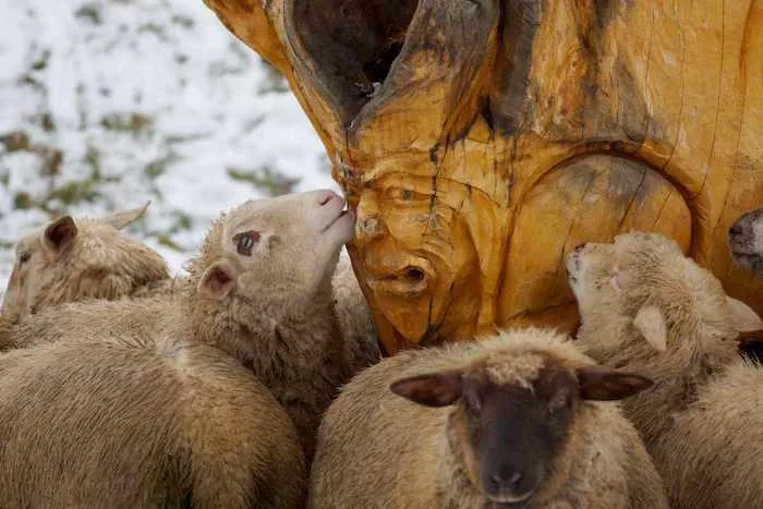 Schafe an der Skulptur Baum der Erkenntnis im Schnee