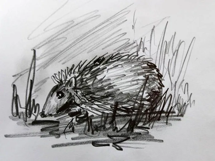 Igel, Keckern