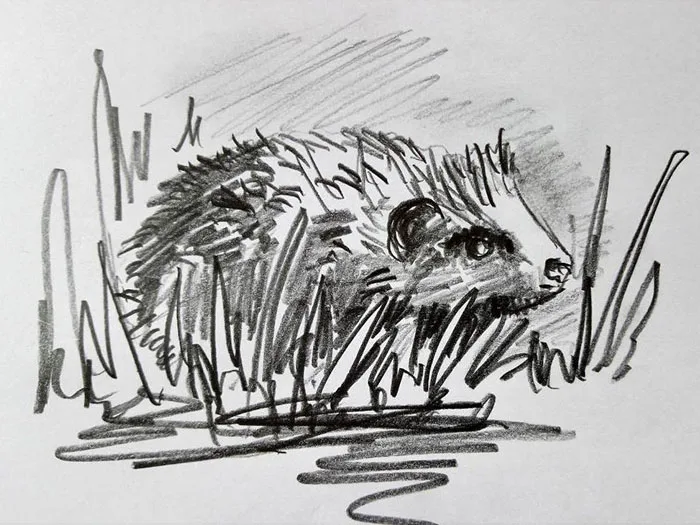 Igel, Rufreihe