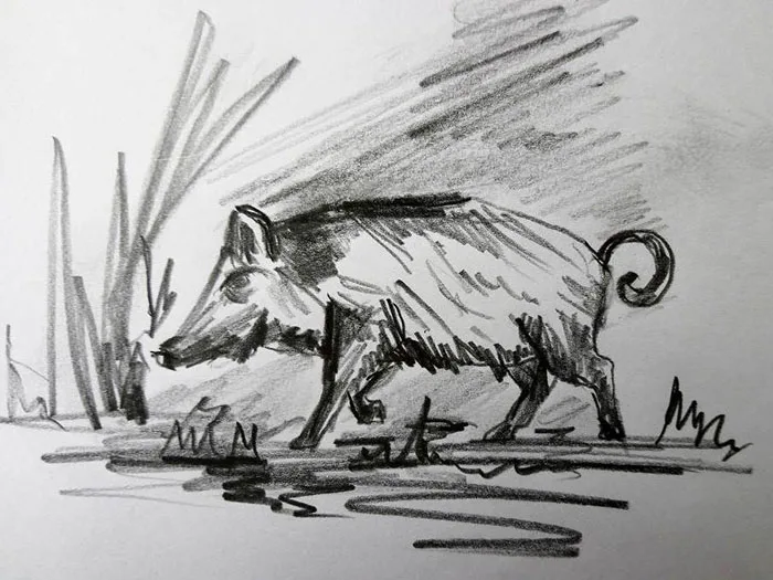 Wildschwein, Ruf