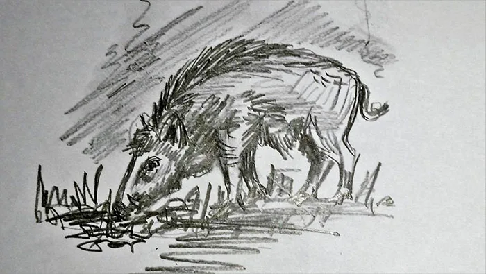 Wildschweine, Waldrand, Pfeiferberg